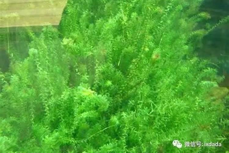 高温蟹塘能用em菌调水吗？