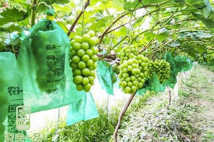 葡萄挂果后施什么肥