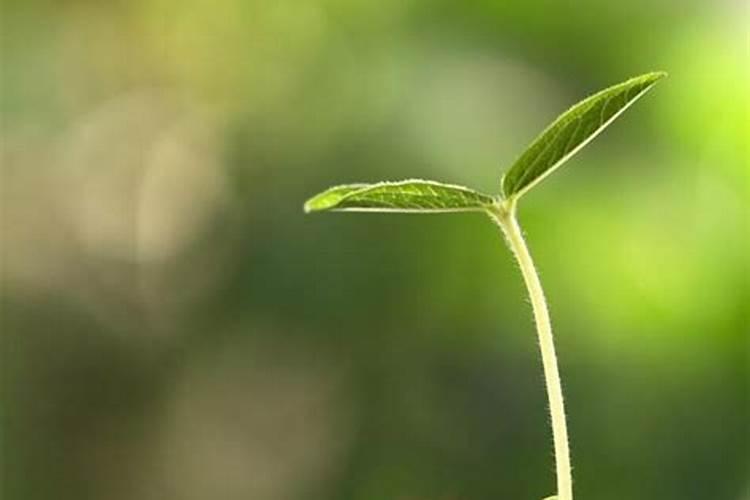 种花草用什么肥料最好