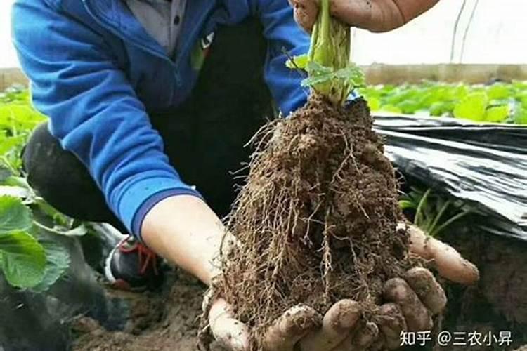 扦插小苗怎么施肥
