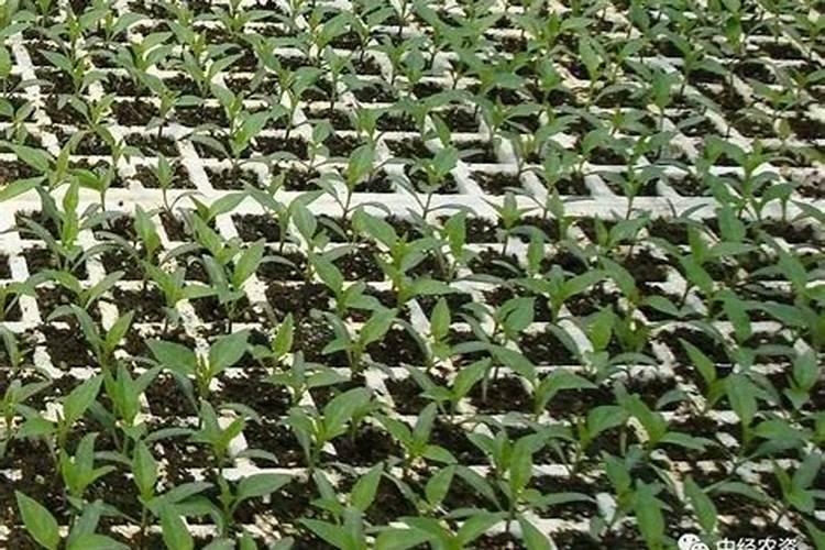 辣椒什么时候施肥好 辣椒的最佳施肥时间