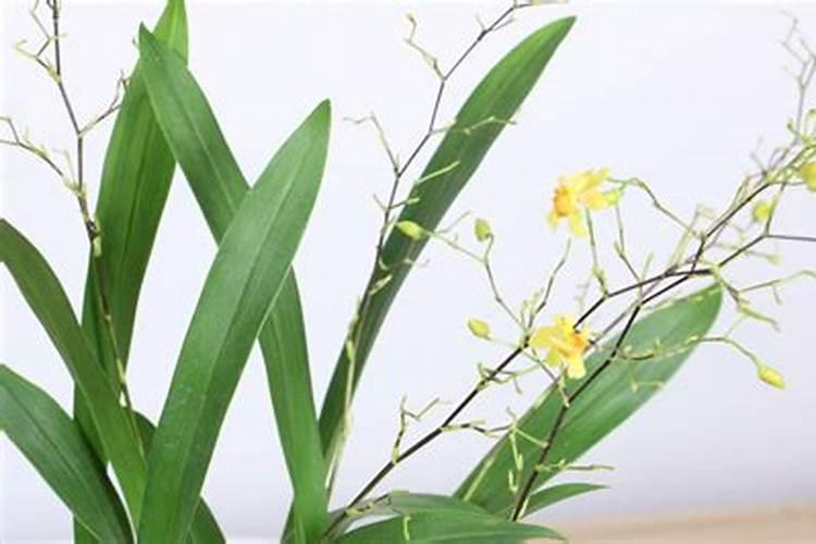 文心兰生产秋季如何管理？有谁说一下？