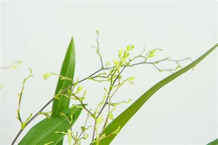 文心兰一年开几次花,花期过后怎么处理
