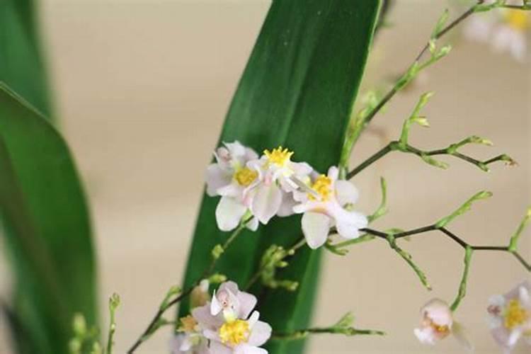 文心兰一年开几次花,花期过后怎么处理
