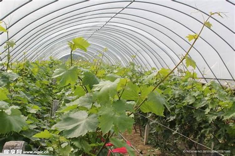 护花神、多菌灵对人体有害吗？护花神、多菌灵能接触皮肤吗？
