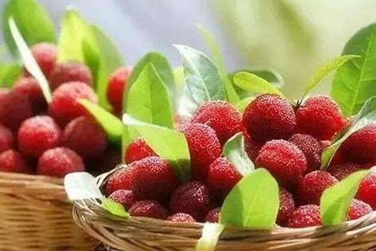 杨梅用什么肥料最好