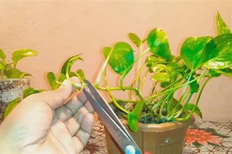 绿萝多久能生根