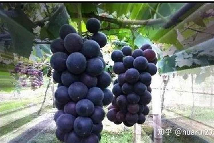 葡萄施钾肥的时候,选择在什么时间进行比较好？