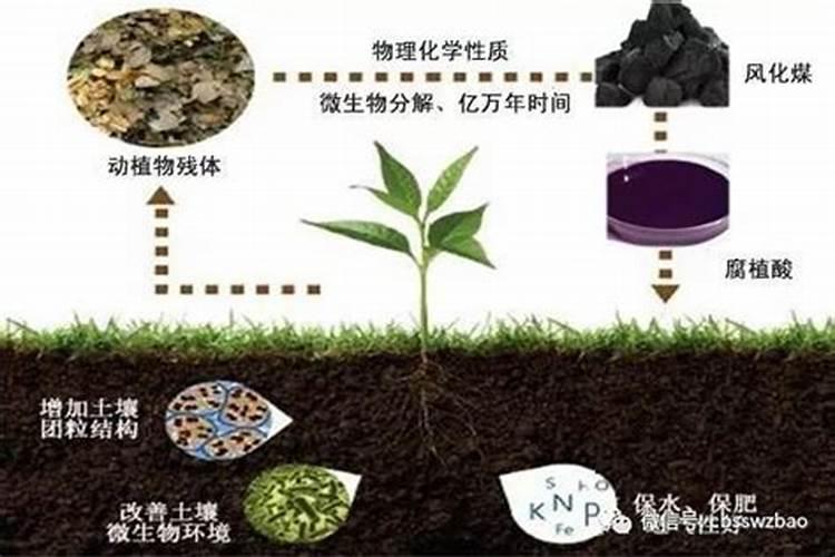 腐植酸有什么作用？腐植酸肥料的使用标准是什么？