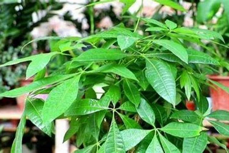 秋季挂果树怎么修剪