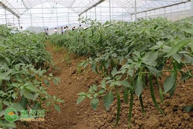 辣椒施肥的正确方法