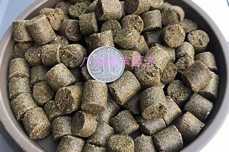 这是什么植物？