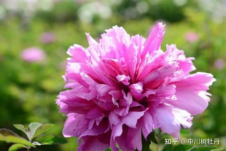 牡丹叶面肥打什么