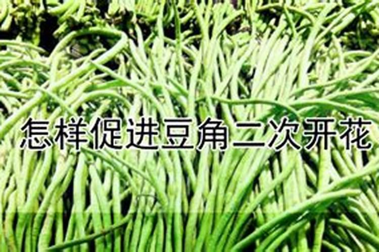 怎样促进豆角二次开花