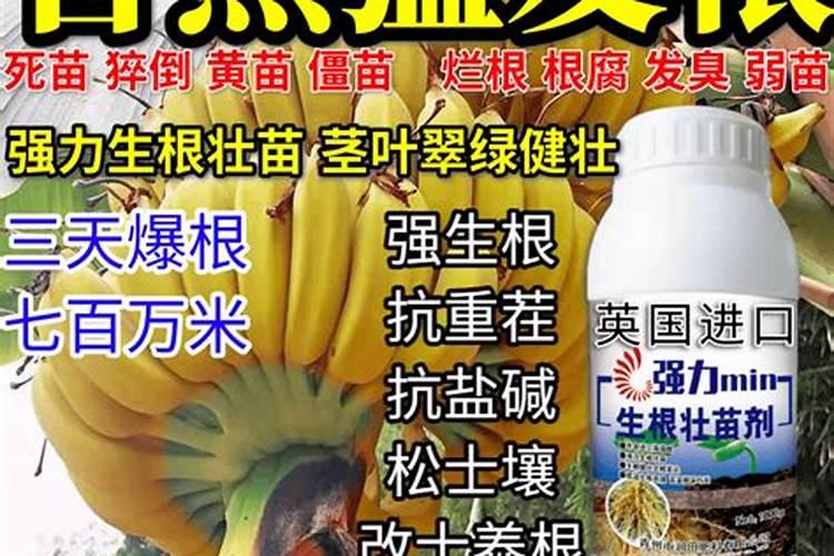 如何用香蕉块盆栽香蕉