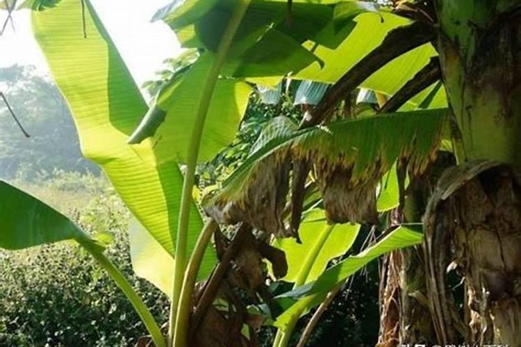 种香蕉18片叶多久浇水一次 种香蕉怎么浇水