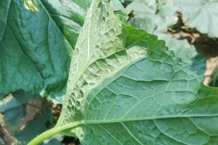 钥酸钠能用冬瓜叶面肥吗？