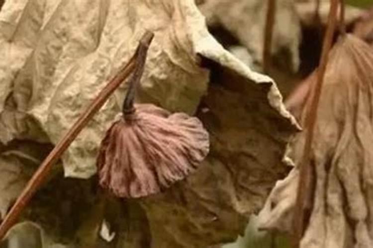 冬瓜蓟马虫多打什么药最好