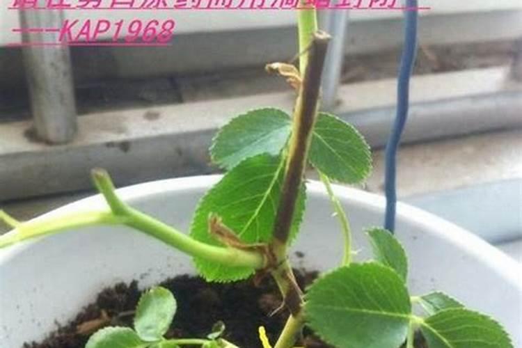 月季的施肥时间及方法