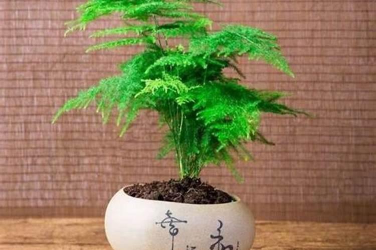 养文竹应该施什么肥料啊？