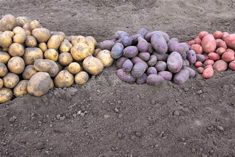 氮肥和磷肥怎么区分