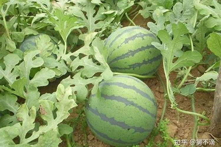 西瓜膨大期用什么肥料