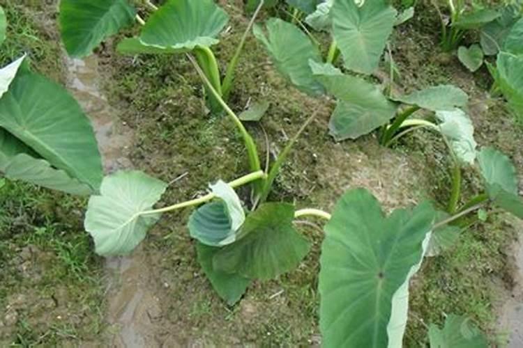 芋头烂根病有打什么药水
