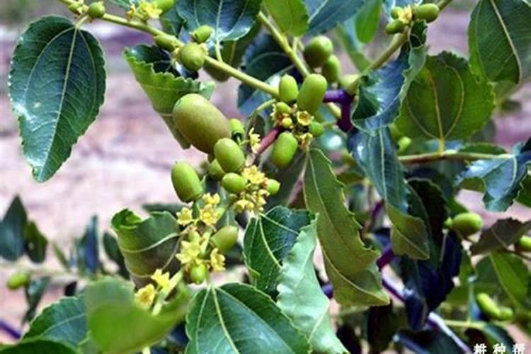 枣树坐果率高打什么药