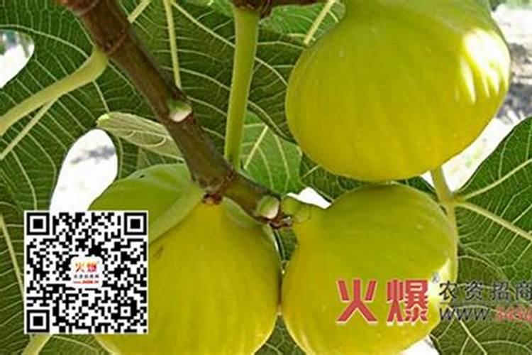 柑橘等果树在膨果期怎么施肥