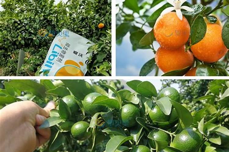 种柑橘用什么肥料最好