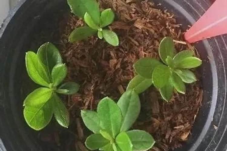 夏季杜鹃花施肥方法