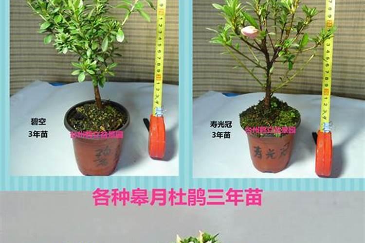 杜鹃花叶面施肥磷酸二氢钾多长时间施一次？