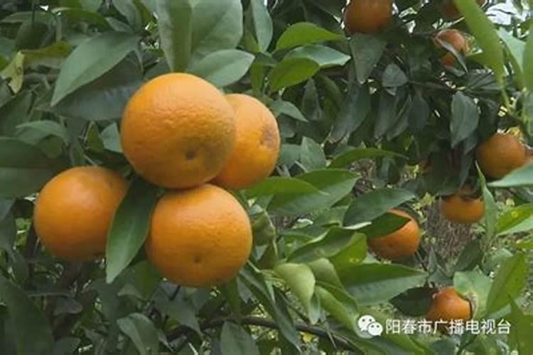 沃柑上色慢皮厚有什么好的办法解决？