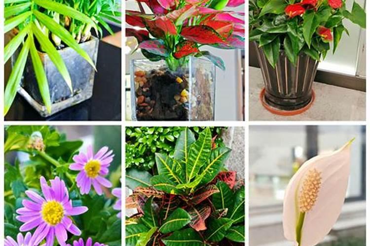 什么与锐收果香搭配可收获最佳成效？