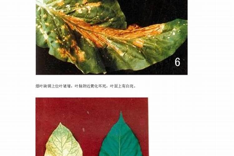芸苔素内酯使用方法与用量