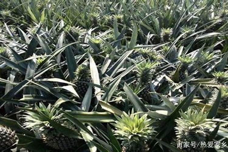 大蒜用什么肥料好？