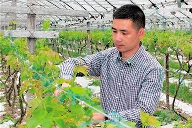 农业肥料使用有哪些措施