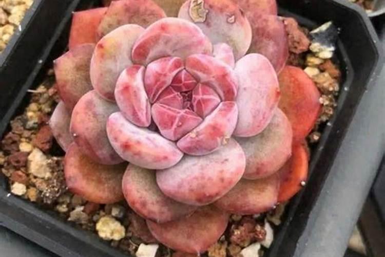 冬季草莓如何防冻与管理？
