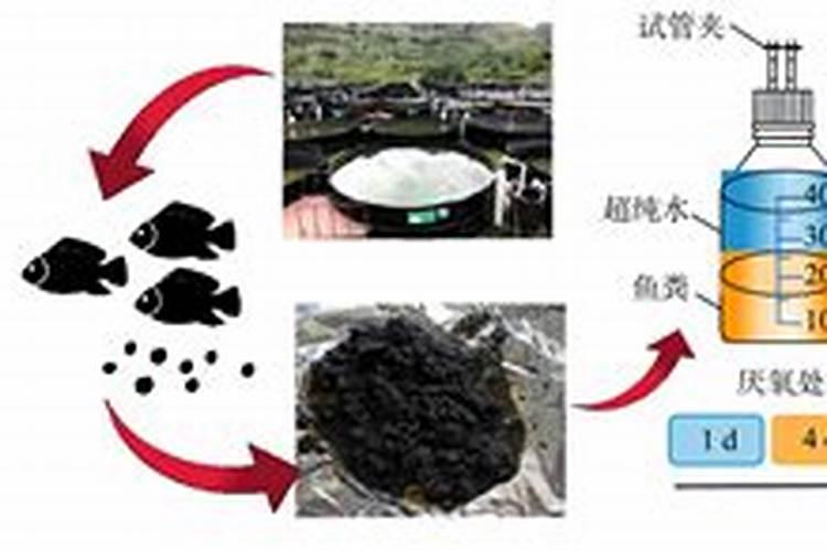 鱼肠肥料属于什么肥