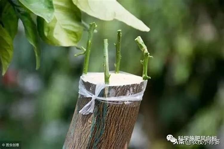 种柑橘用什么肥料最好