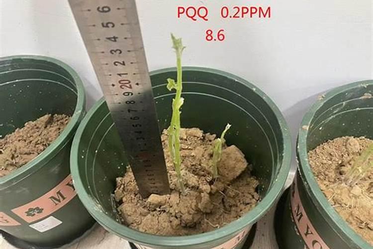 土豆最忌三种肥料
