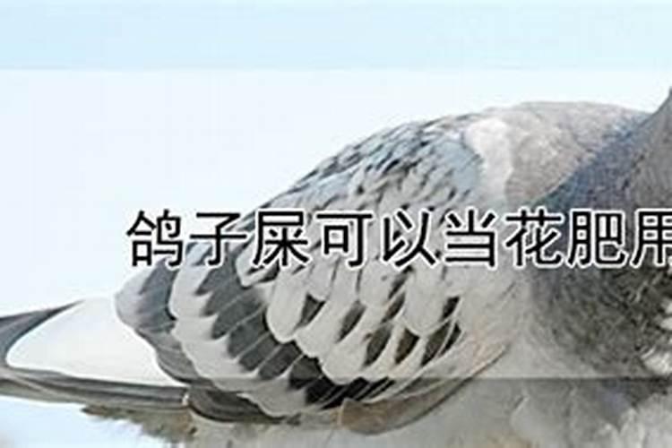 鸟屎可以做肥料吗