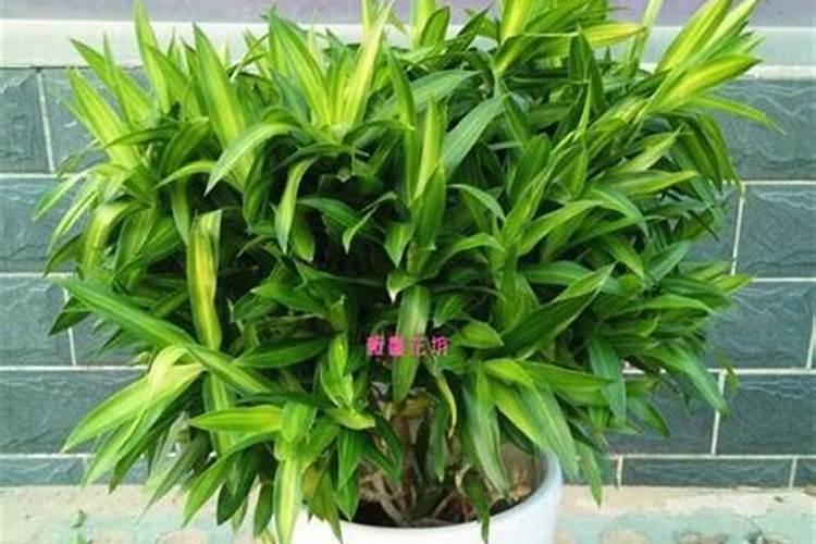 种植长生龙霍山石斛多少钱一斤