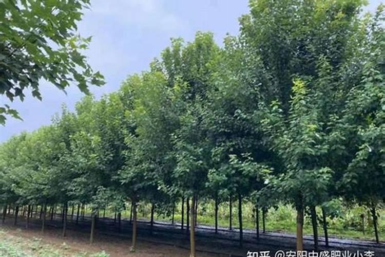 刚刚移栽的樱桃树可以使用叶面肥吗？怎样使用？