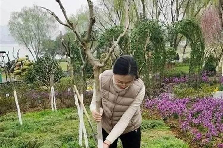 小树苗用什么肥料长得快