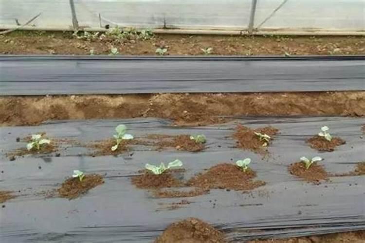 西兰花施什么肥最好