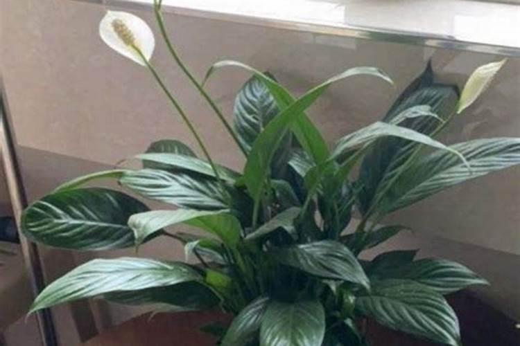 白掌用什么肥料？