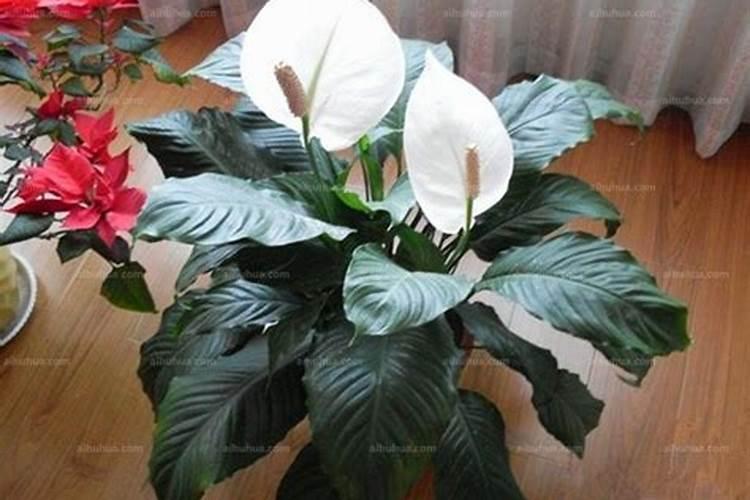 水培的白鹤芋该怎么养