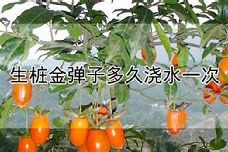 沙培下山桩怎么施肥