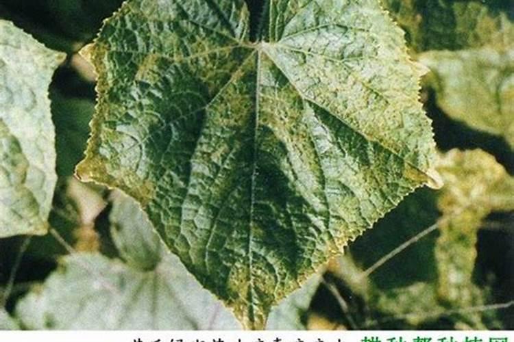 百合花怎么施肥